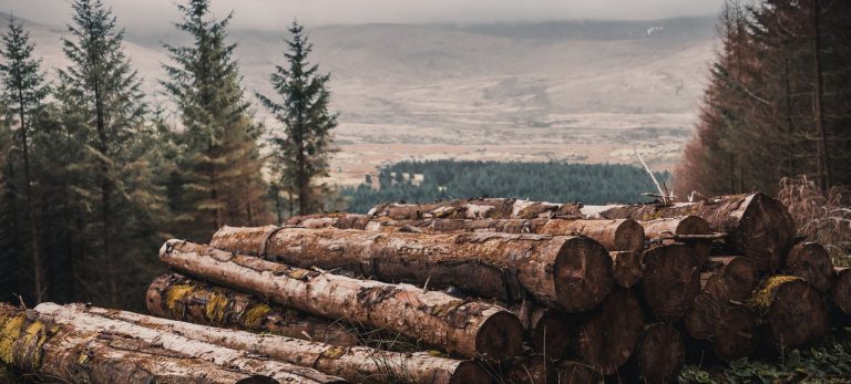 CHERESTEA CHITILA 206